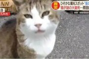娱乐吃瓜酱70只猫猫,娱乐吃瓜酱带你领略猫咪世界